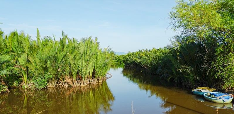 Rừng dừa nước Cà Ninh