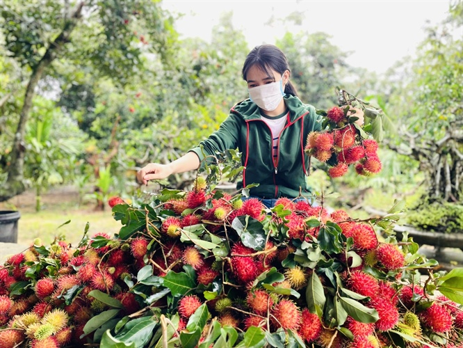 Mùa chôm chôm ở “thủ phủ” trái cây 2