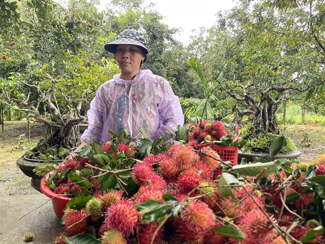 Mùa chôm chôm ở “thủ phủ” trái cây 4