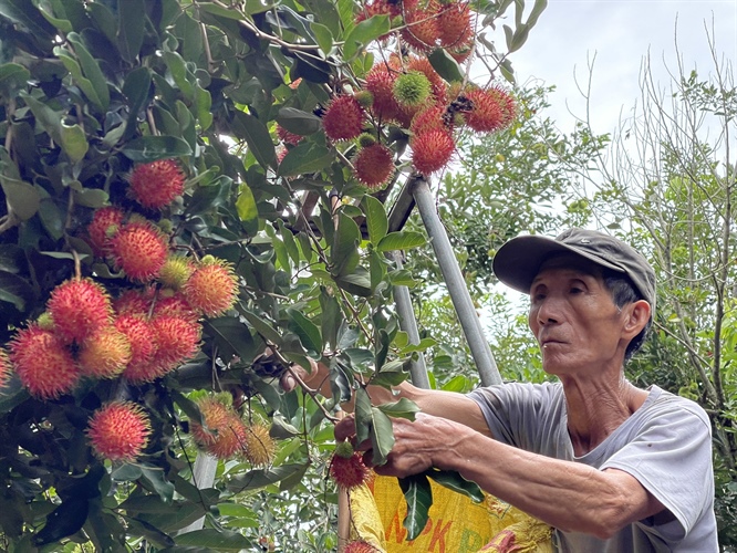 Mùa chôm chôm ở “thủ phủ” trái cây