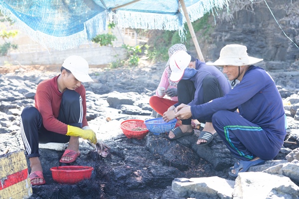 Mùa “săn” nhum biển 5