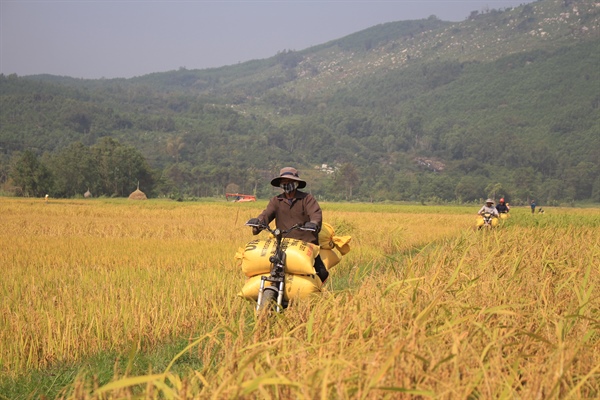 “Nếp tiến vua”, sản vật nổi tiếng của Sa Huỳnh 2