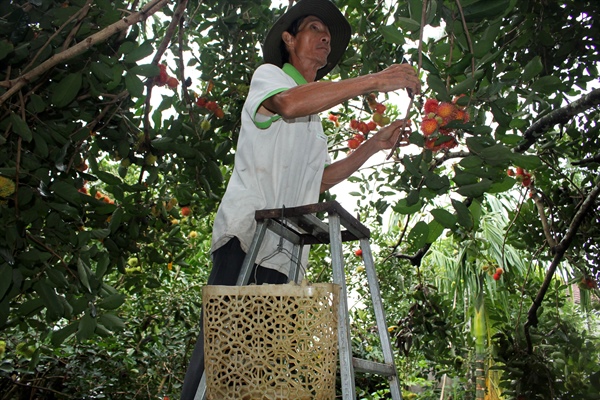 Nông dân phát triển kinh tế “nhờ” làm du lịch 2