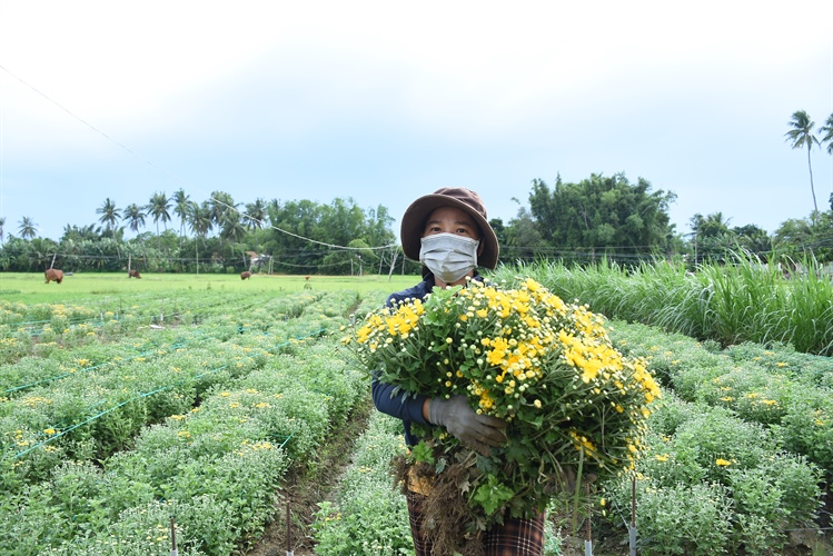 Trồng hoa làm du lịch Hướng đi mới của người nông dân